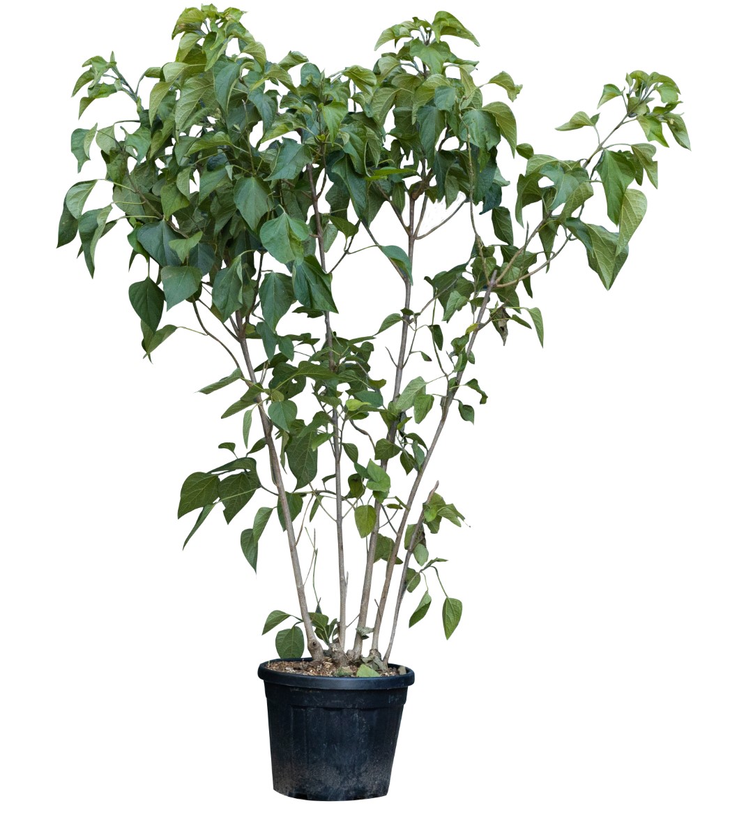 Pindakaasboom meerstammig Clerodendrum trichotomum 187,5 cm