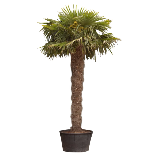 Chinese waaierpalm 280 cm stamhoogte 380 cm