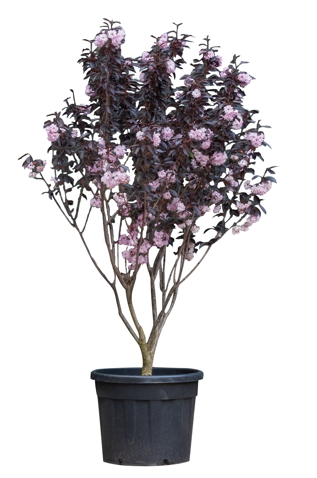 Rode japanse sierkers meerstammig Prunus serrulata Royal Burgundy 1...