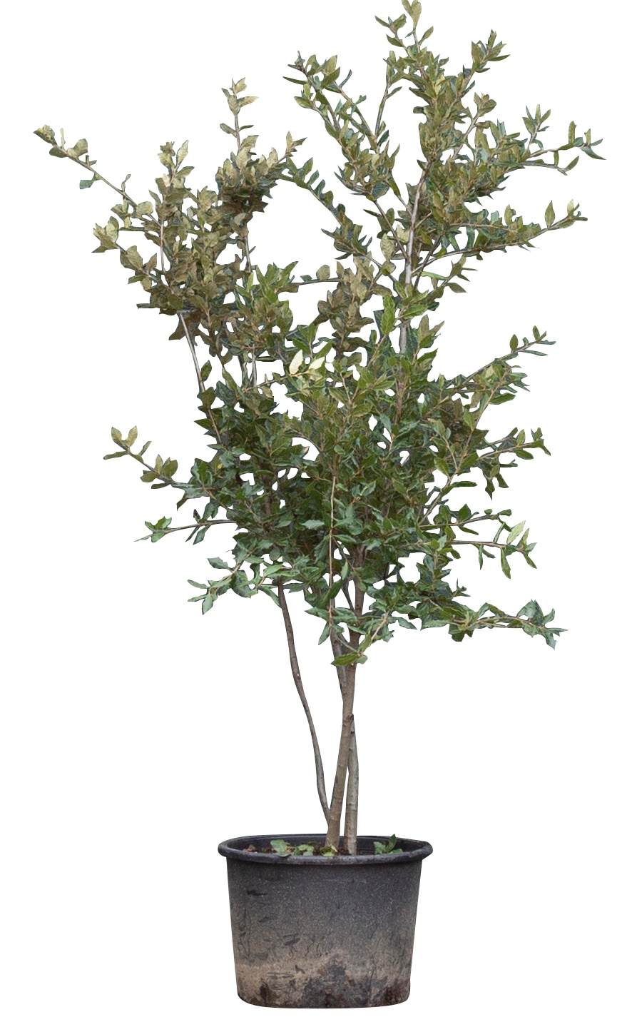 Steeneik meerstammig Quercus ilex 187,5 cmWarentuin Natuurlijk