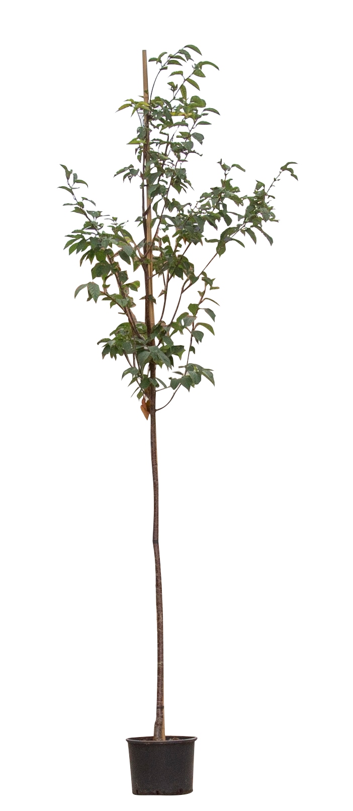 Japanse sierkers Yedoensis Prunus Yedoensis 350 cmWarentuin Natuurlijk