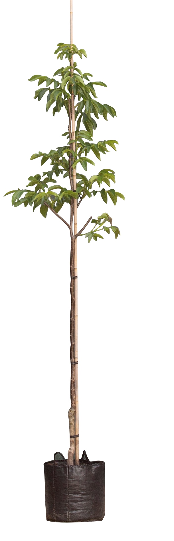 Walnotenboom Bella Maria Juglans r. Bella Maria 275 cm - Warentuin Natuurlijk