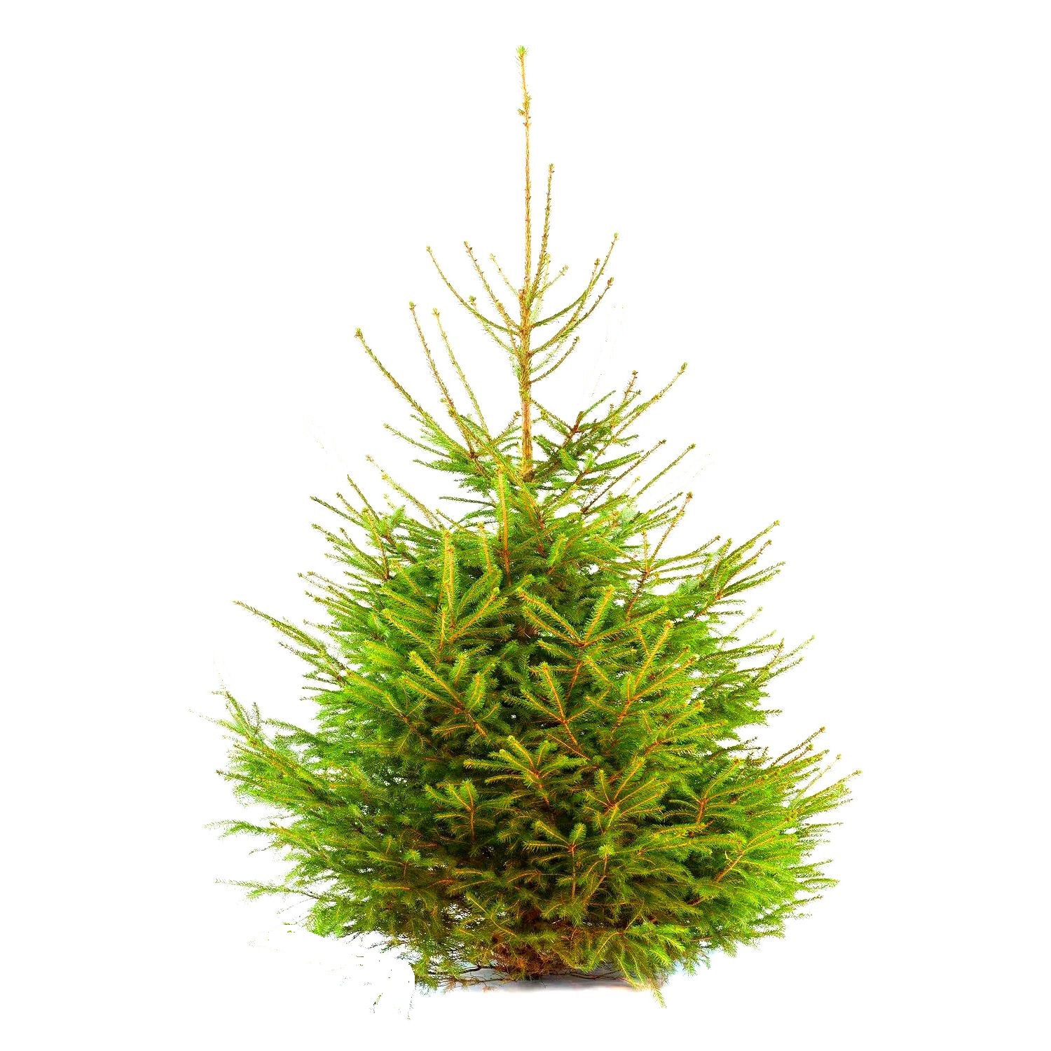 Gewone gezaagde kerstboom Picea Abies Fijnspar 125-150 cm Warentuin...