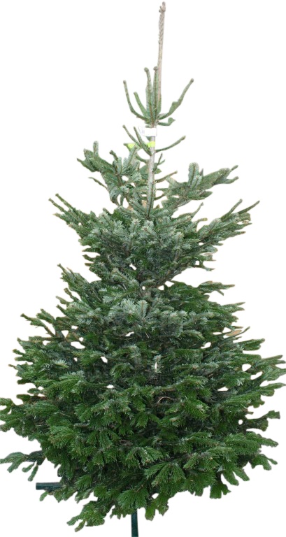 Kerstboom Warentuin Nordman A - kwaliteit Abies Nordmanniana 150 - 200 cm gezaagd - Warentuin Natuurlijk