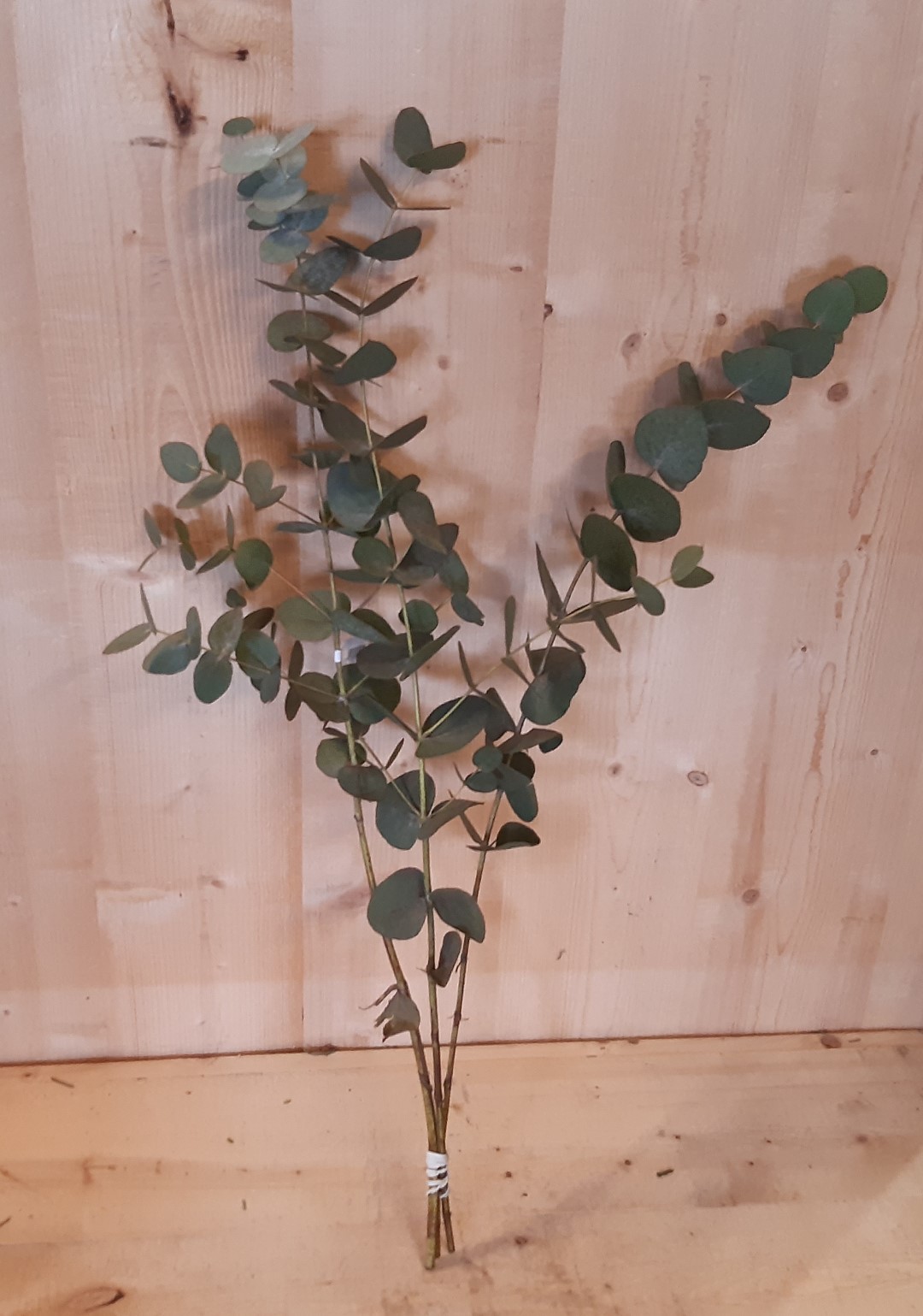 Kerstgroen Eucalyptus - Warentuin Natuurlijk