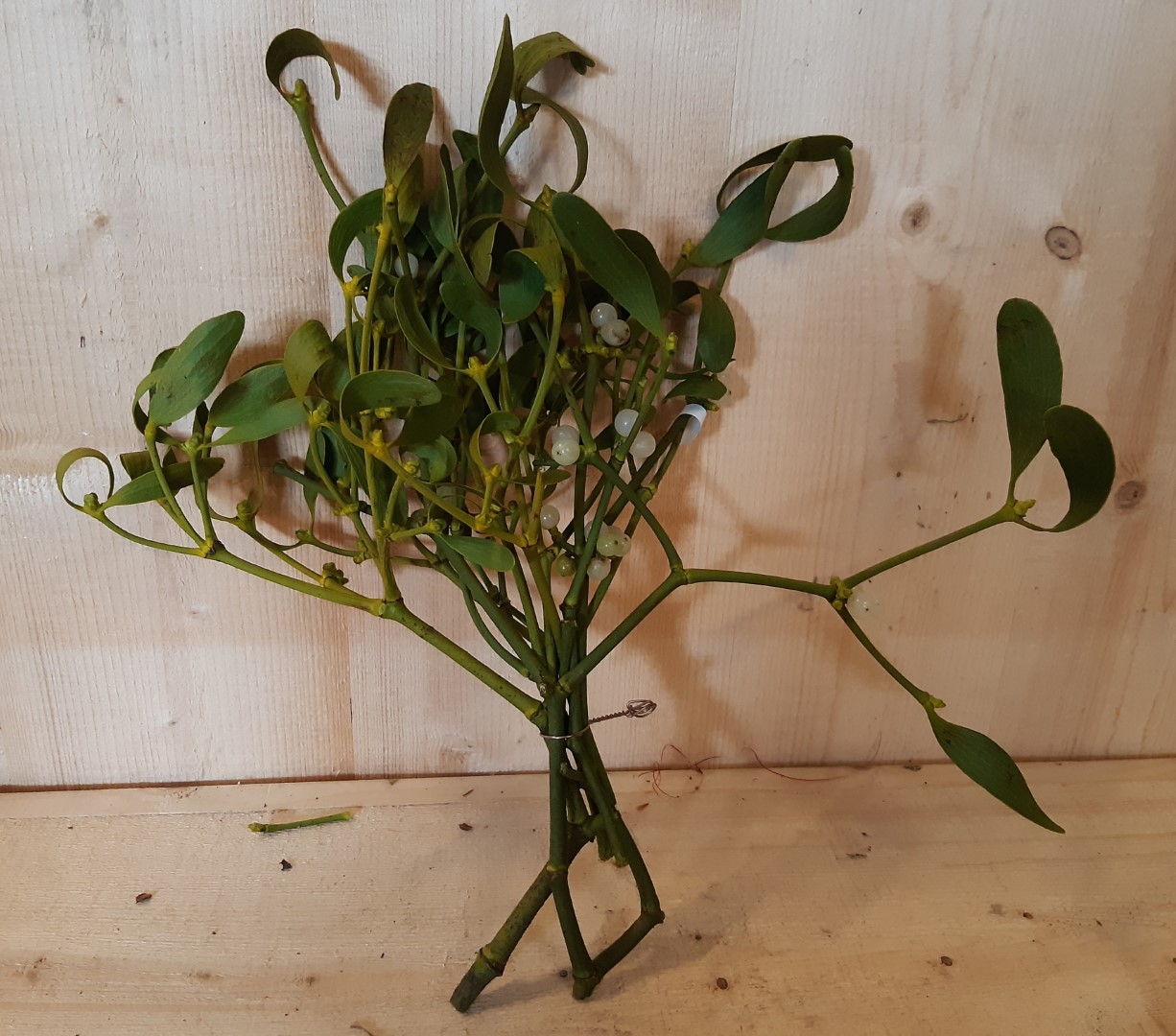 Kerstgroen Maretak Misteltoe Mistletoe - Warentuin Natuurlijk