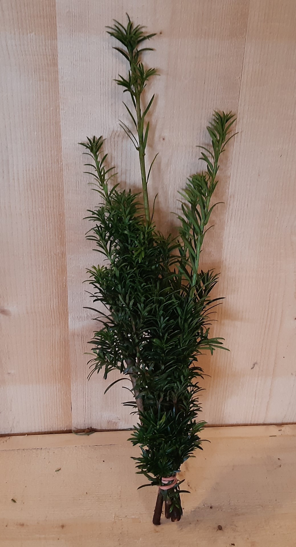 Kerstgroen Taxus - Warentuin Natuurlijk