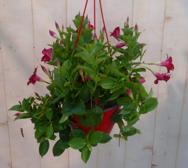 Dipladenia Mandevilla Sundaville rood in hang pot