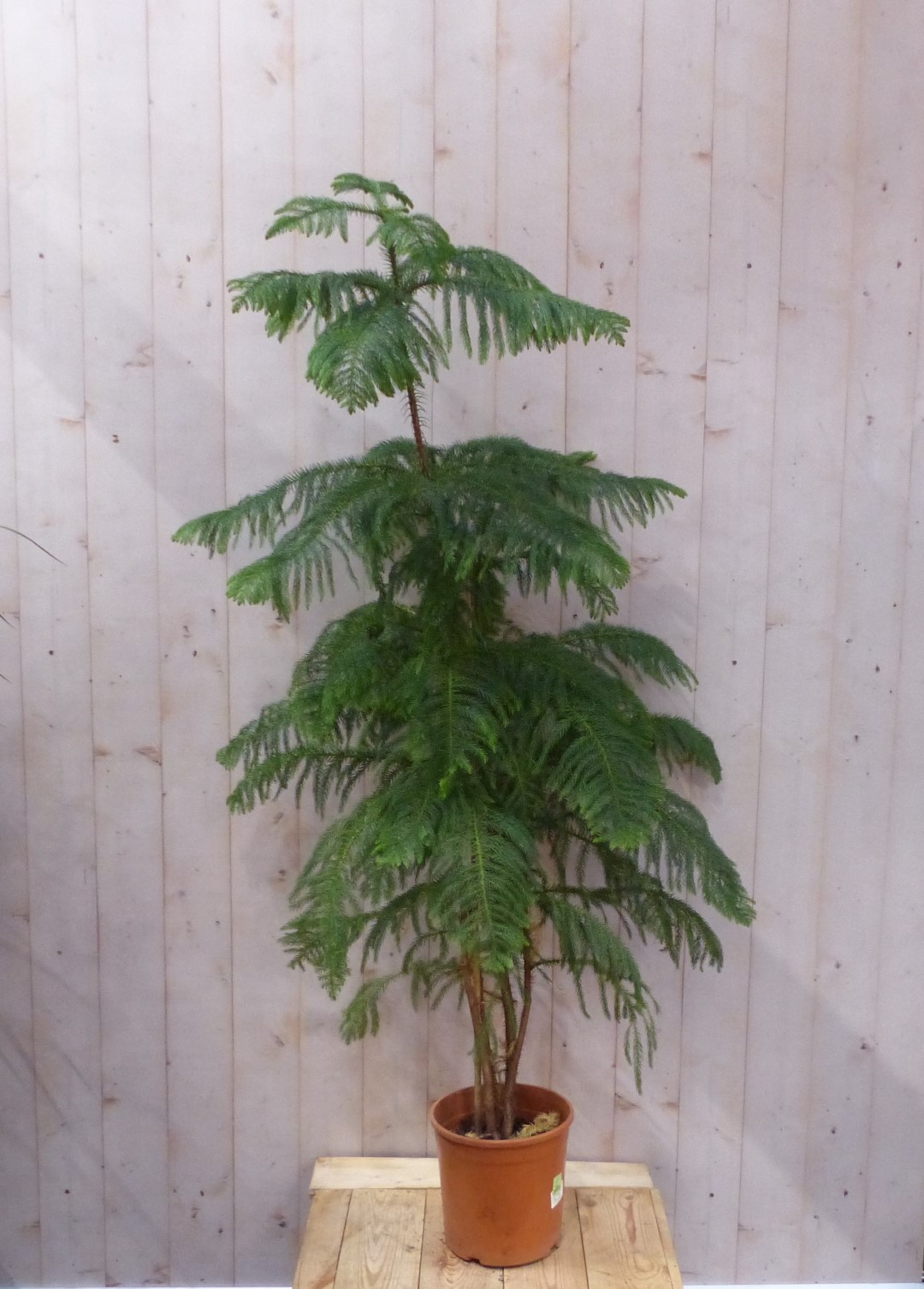 Kamerden Araucaria 200 cm kamerplant - Warentuin Natuurlijk