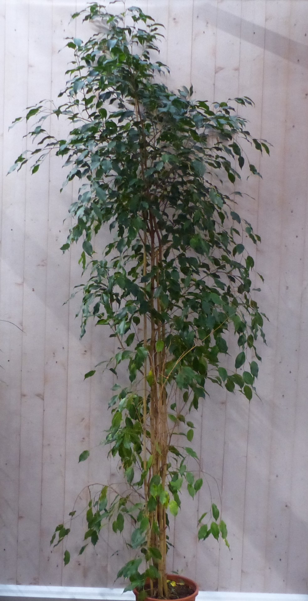 Kamerplant Ficus donkergroen 250 cm Warentuin NatuurlijkWarentuin N...
