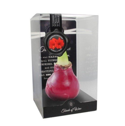 Bloembol Rode Amaryllis Wax kaarsvet Gloss Rood cadeauverpakking 'Plastic' Kebol - Warentuin Natuurlijk
