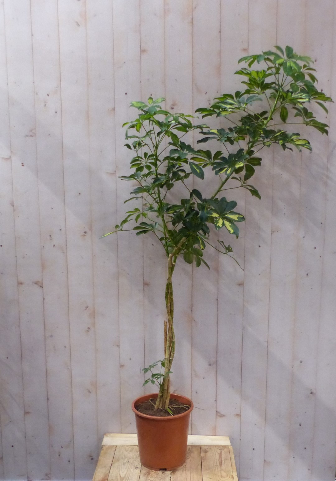 Schefflera Vingersboom geelbont of groen op stam 160 cm stam 50 cm...