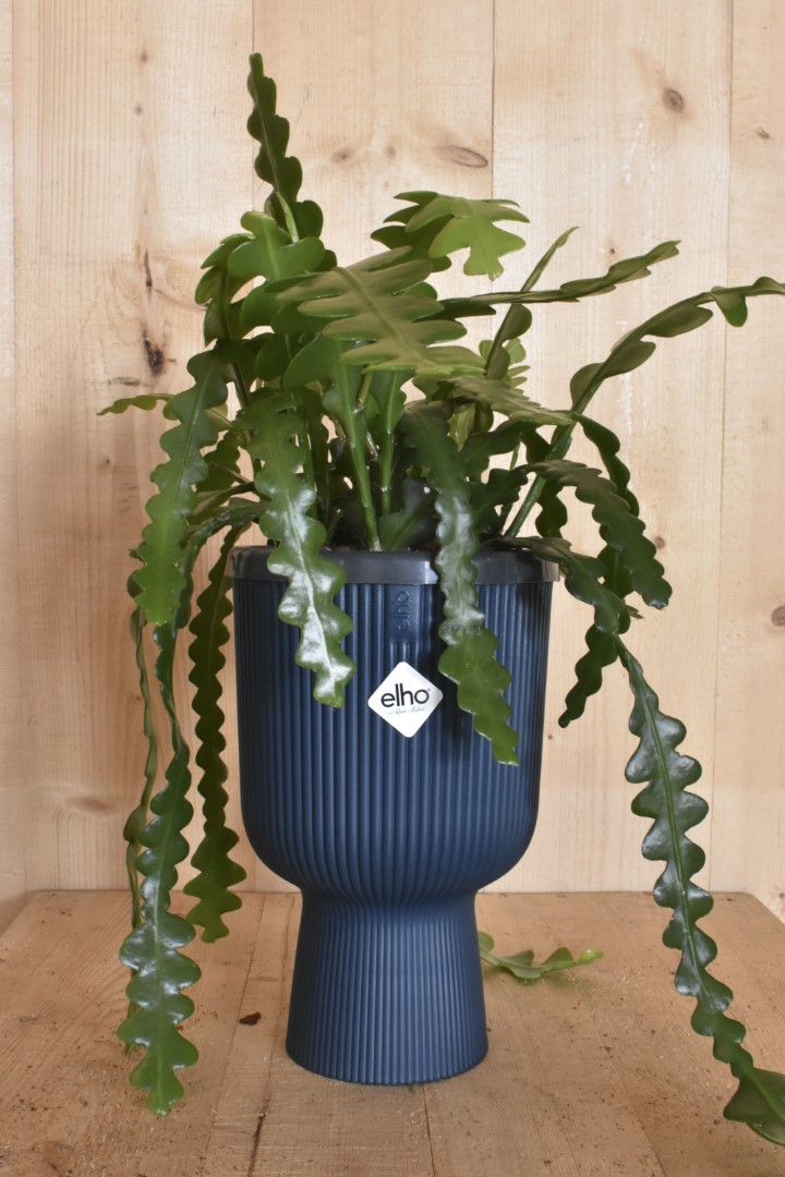 https://www.warentuin.nl/media/catalog/product/L/E/LEVE8149900043619_warentuin_natuurlijk_kamerplant_zaagcactus_in_hoge_pot_diepbl_6f75.jpg