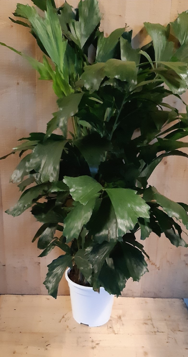 Caryota Zachte vinnetjespalm 70 cm hoog kamerplant