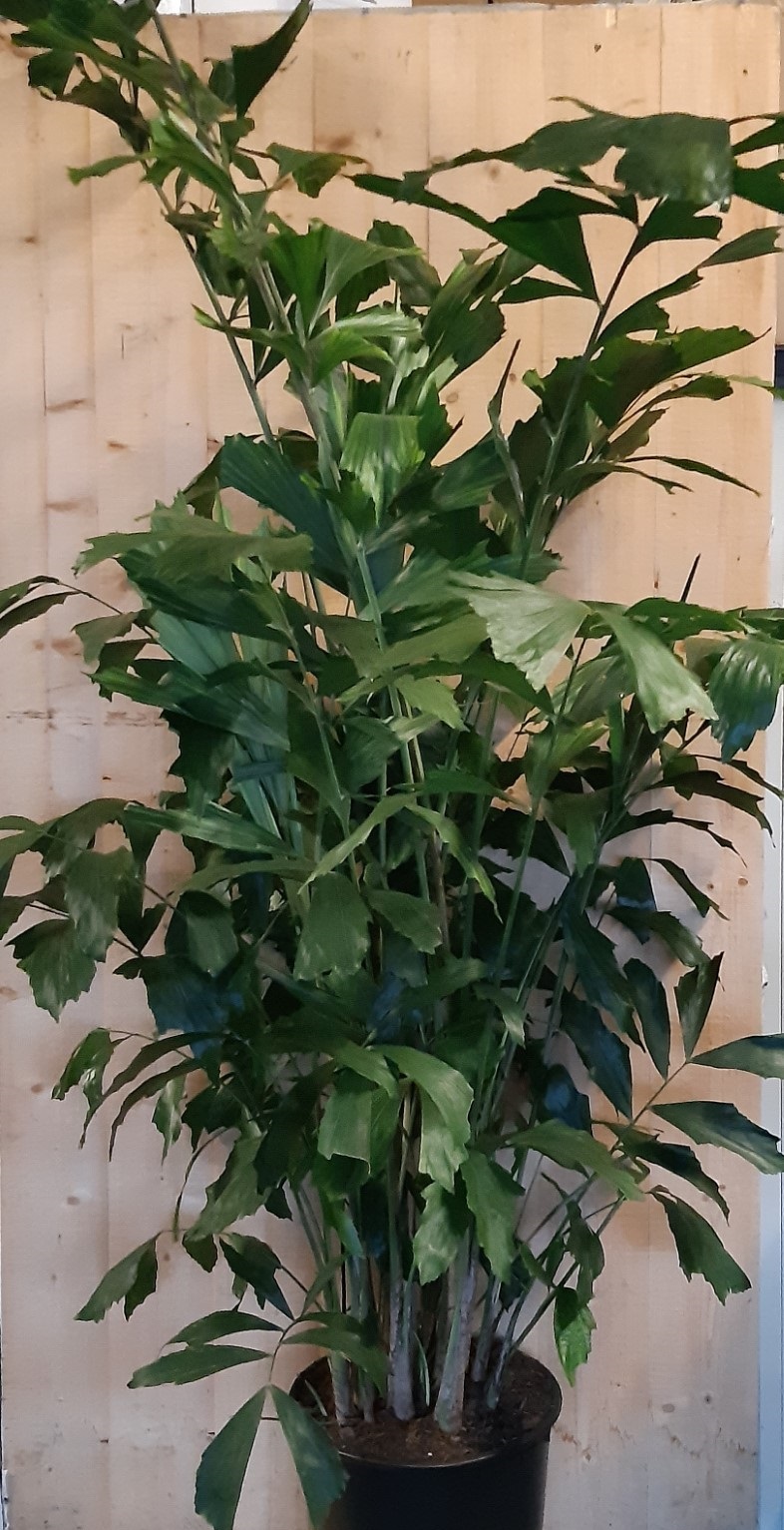 Caryota Zachte vinnetjespalm 160 cm hoog kamerplant