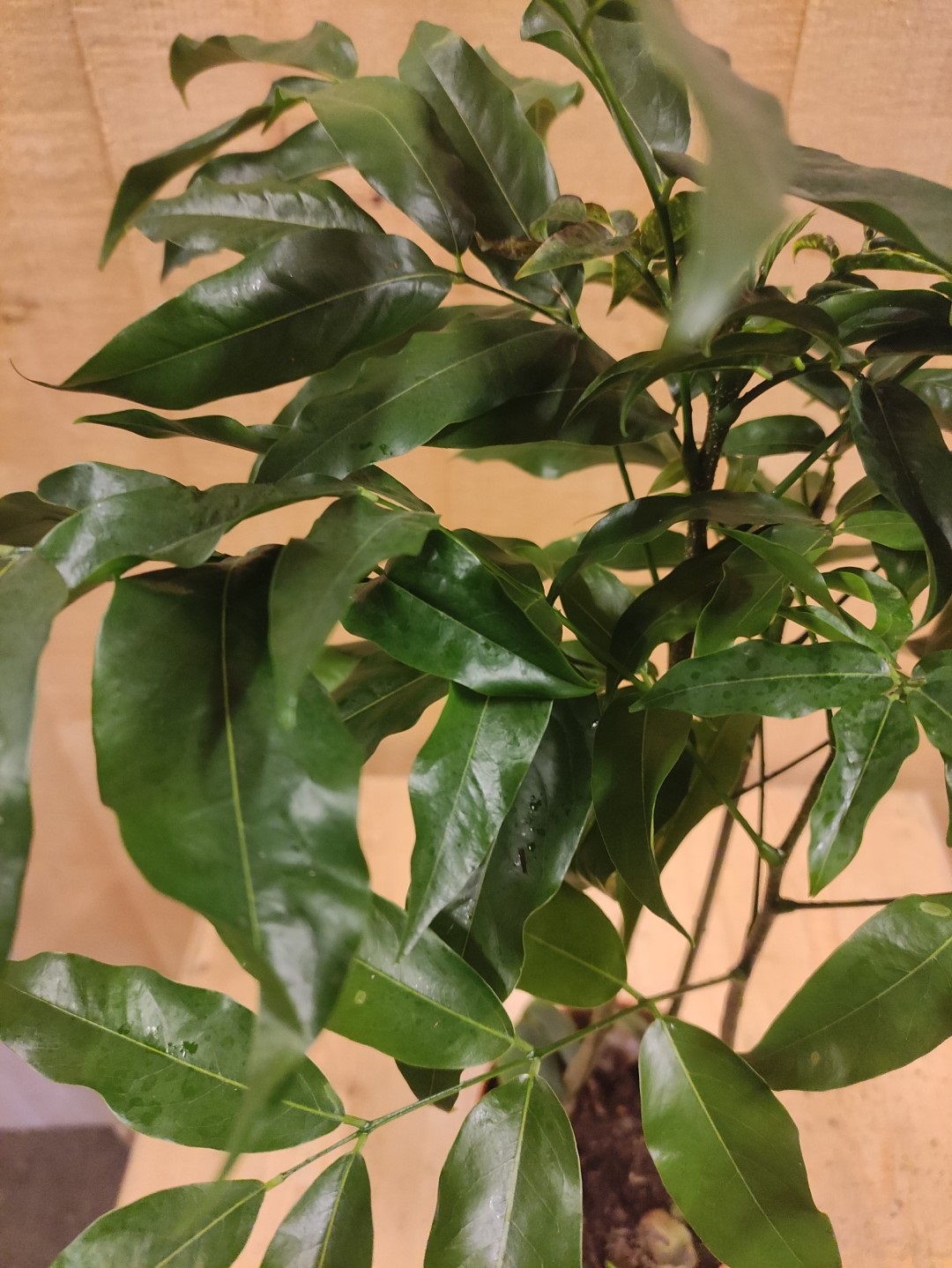 Castanospermum Australe kamerplant