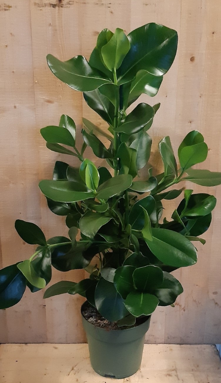 Clusia Rosea Copey 70 cm hoog kamerplant