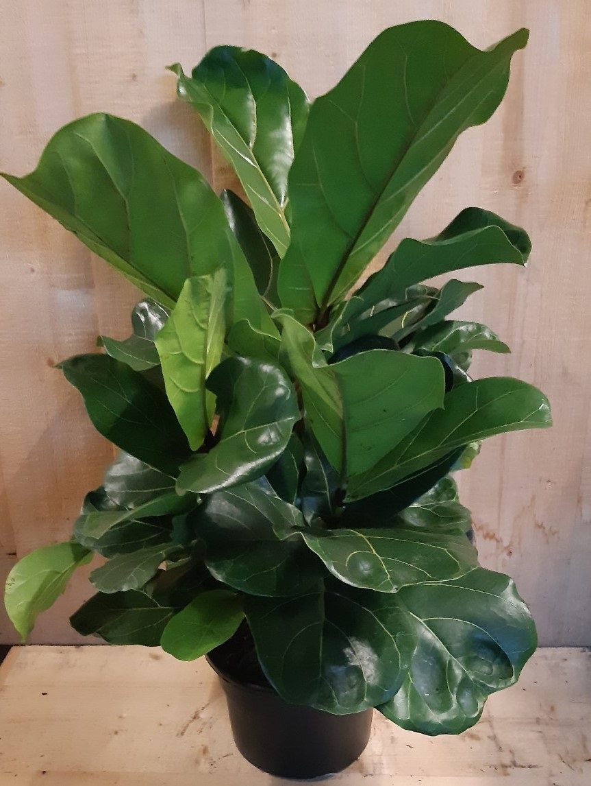 Ficus Lyrata Campact 50 cm hoog kamerplant