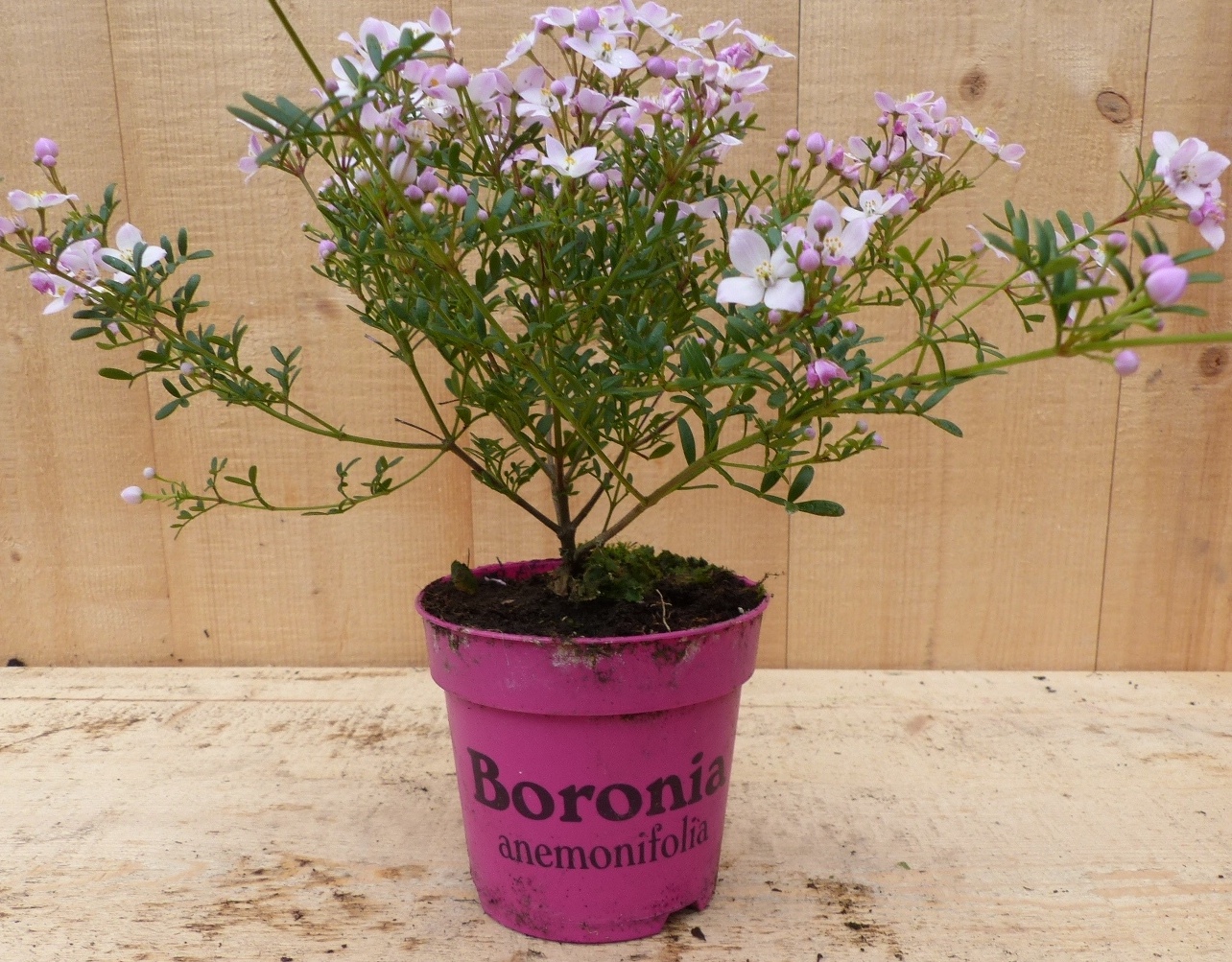 Boronia plant - Warentuin Natuurlijk