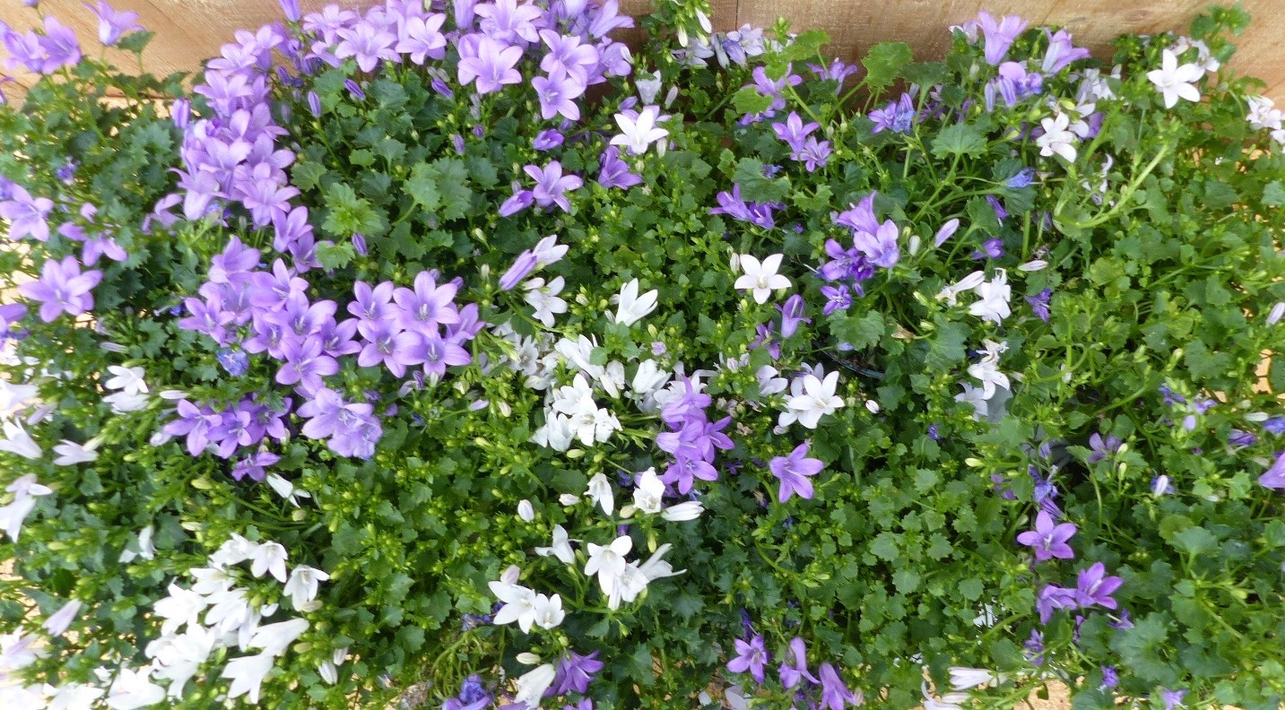 Campanula klokjesbloem toeter bloem 10 stuks in tray kleur mix - Warentuin Natuurlijk