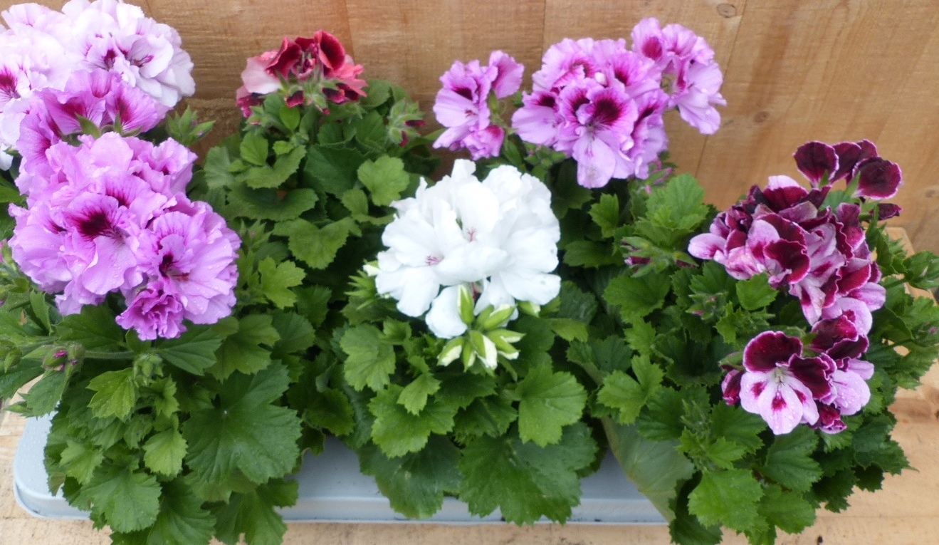 Franse Geranium Pelagonium 6 potjes per tray kleur mix - Warentuin Natuurlijk