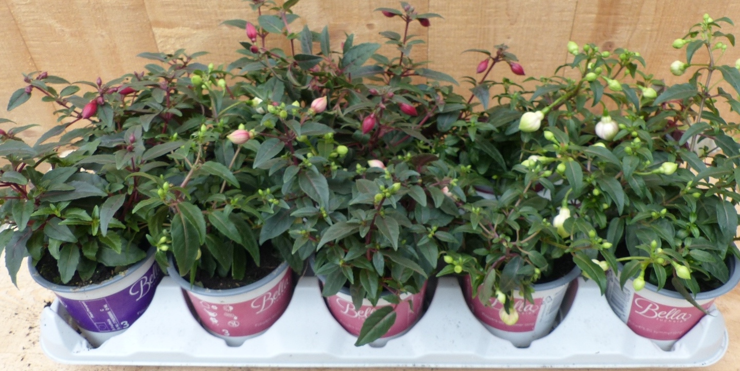 Fuchsia s Bellenplant 10 potjes in tray kleur mix - Warentuin Natuurlijk