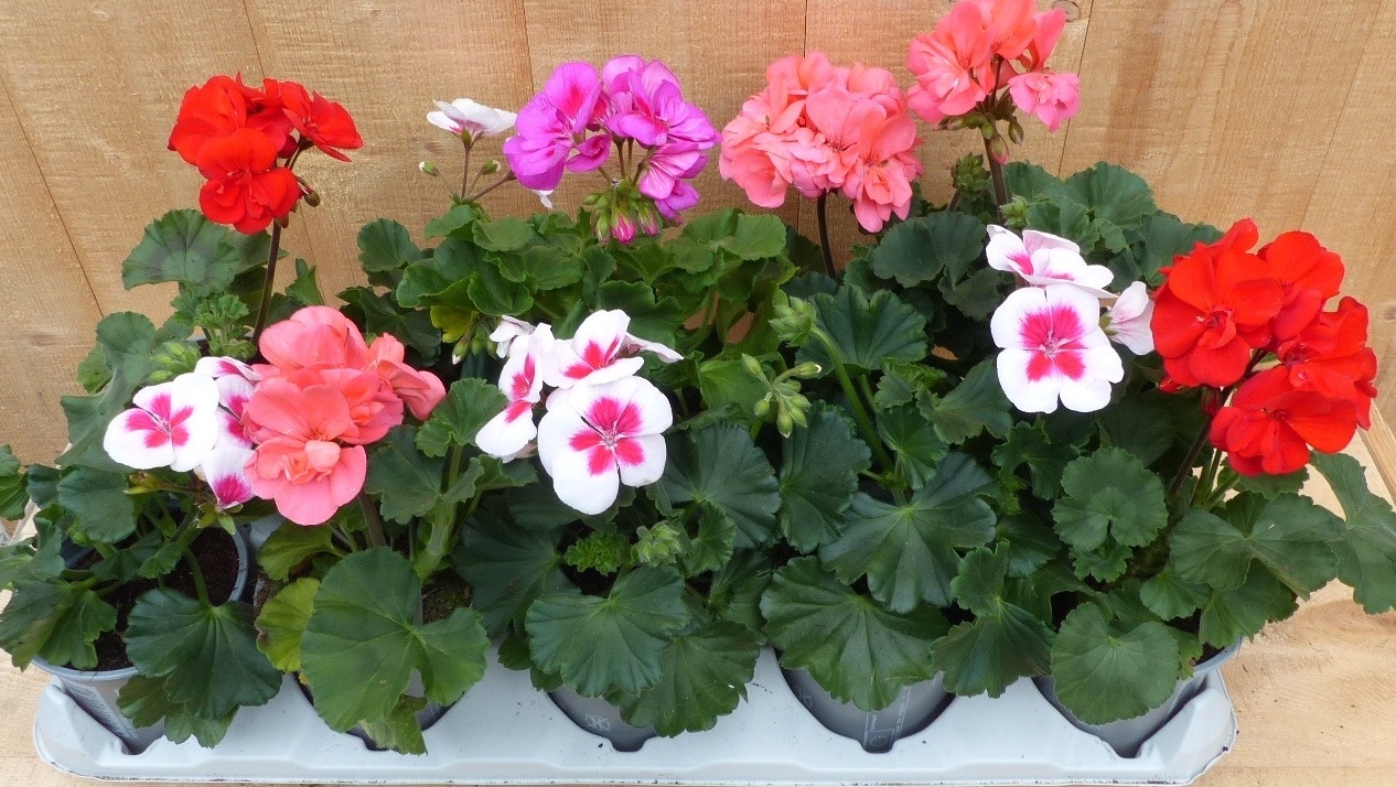 Geranium Staand 10 potjes in tray kleur mix - Warentuin Natuurlijk