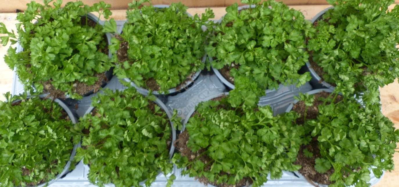 Kruiden Peterselie 8 potjes in tray - Warentuin Natuurlijk