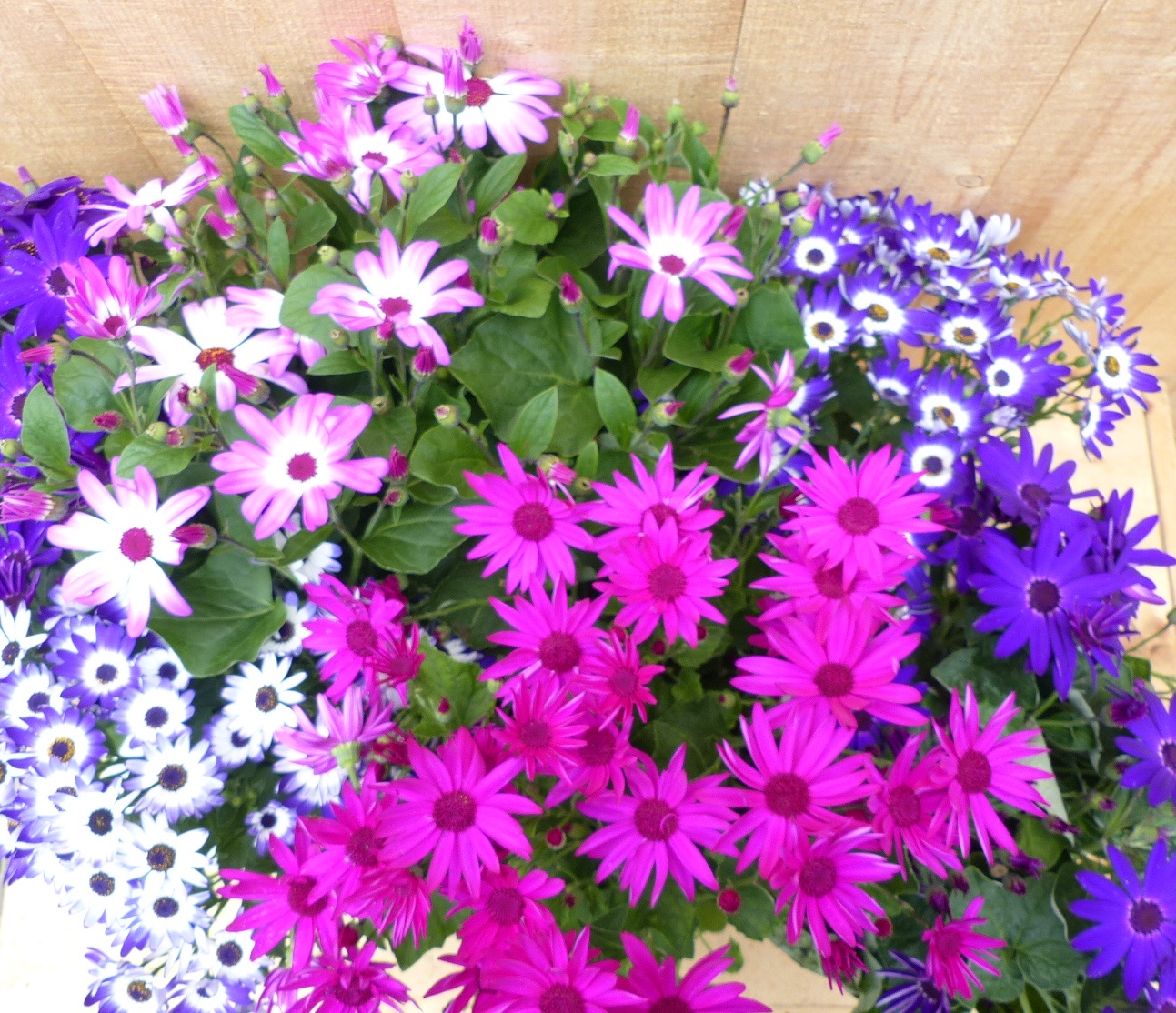 Senetti Senecio 6 potjes per tray kleur mix - Warentuin Natuurlijk