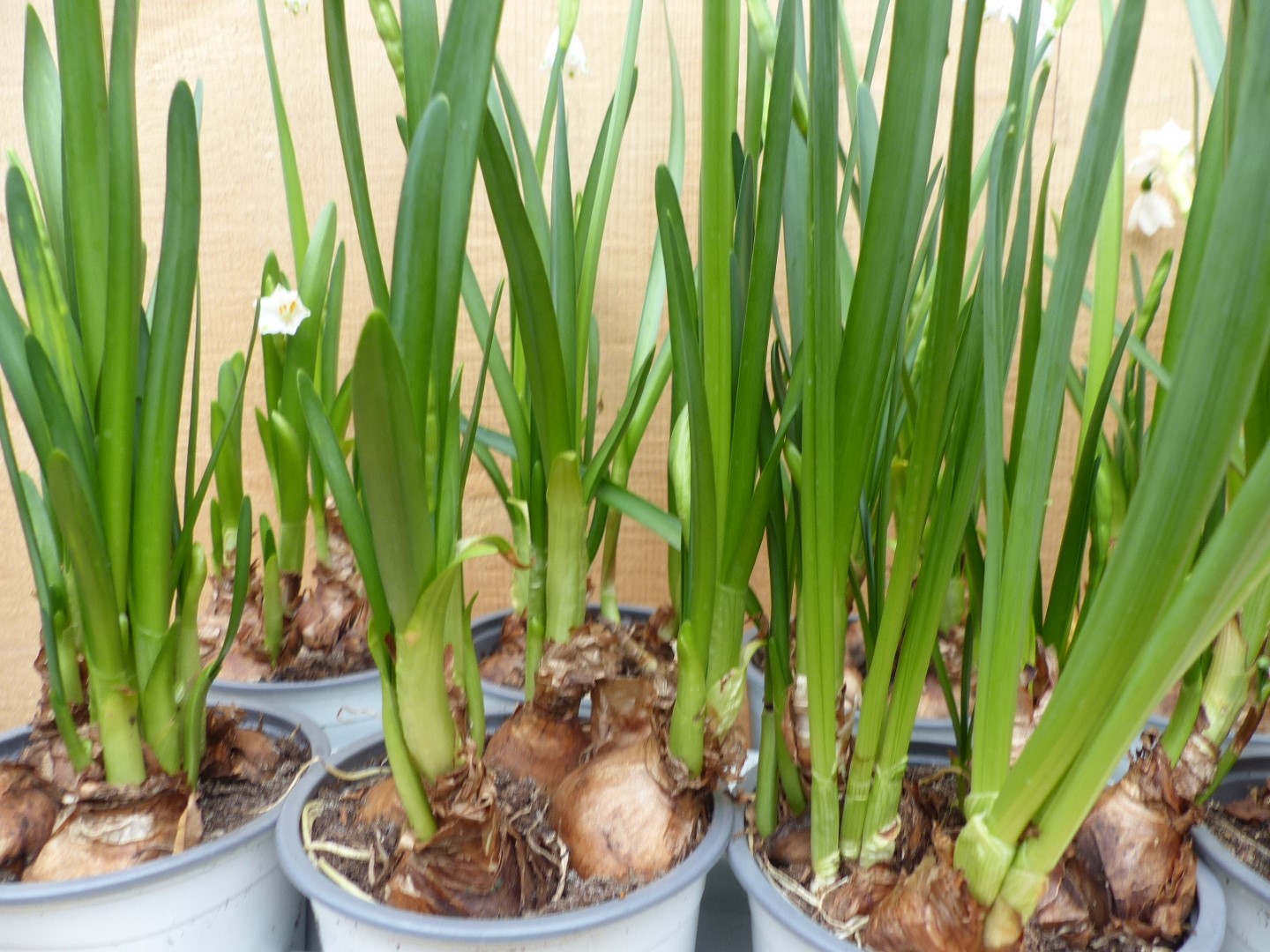 Zomerklokje Leucojum Narcis 10 in een tray kleur wit - Warentuin Natuurlijk