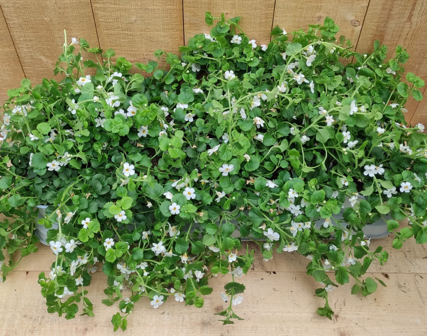 Bacopa 10 potjes per tray kleur wit - Warentuin Natuurlijk