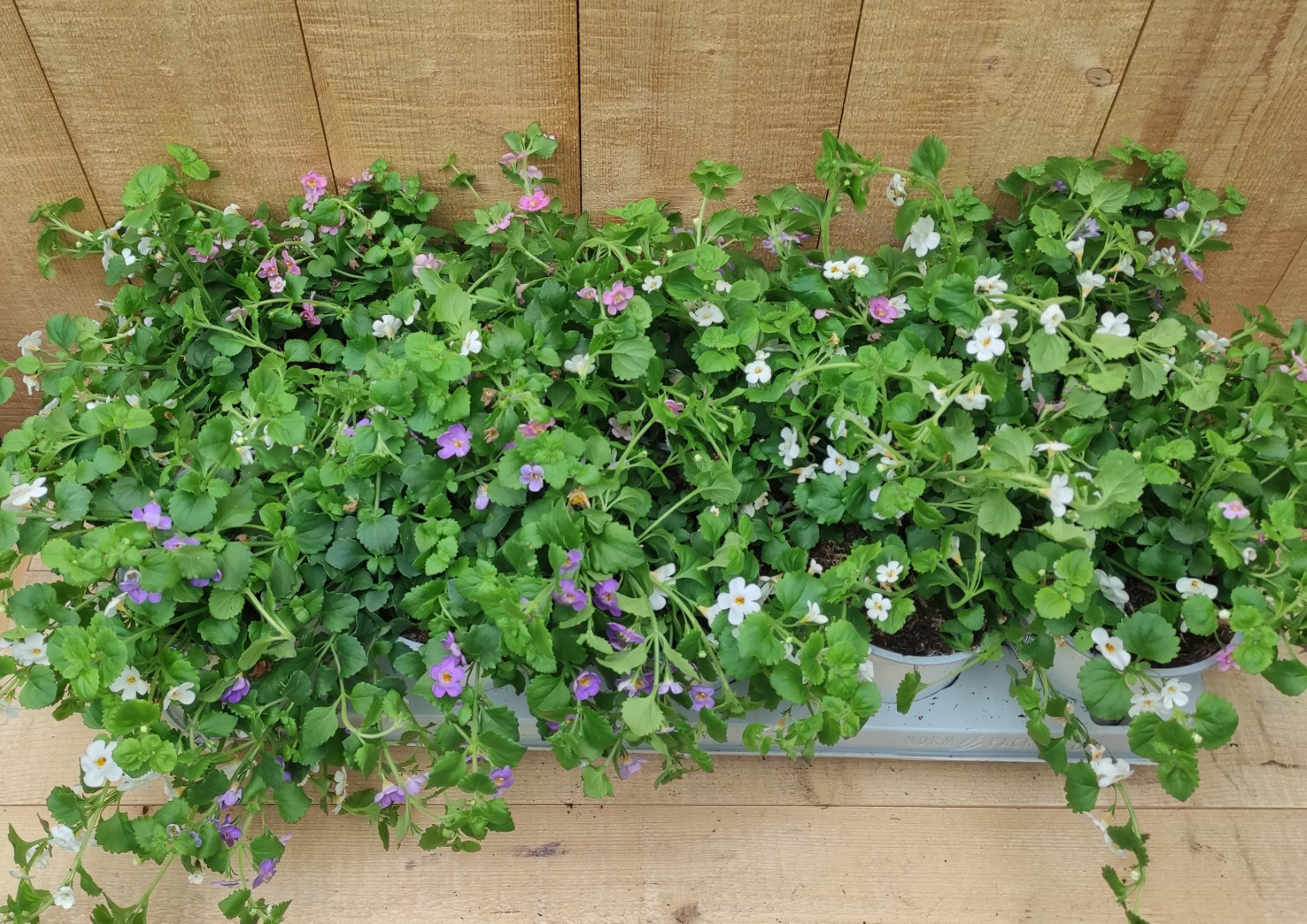 Bacopa s 10 potjes per tray kleur mix - Warentuin Natuurlijk