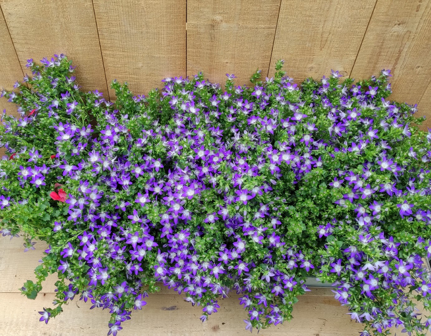 Campanula Blue star 8 potjes per tray - Warentuin Natuurlijk