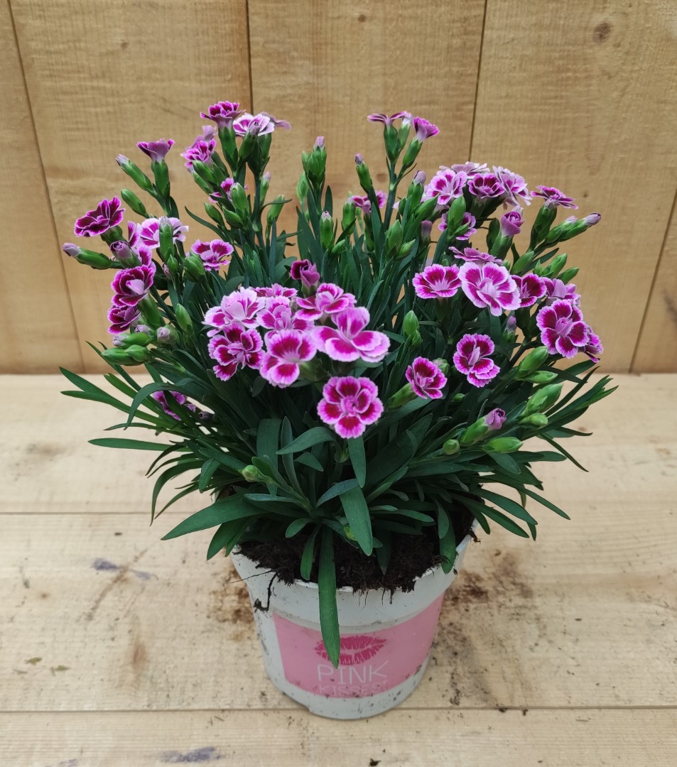 Dianthus Anjer Pink Kisses - Warentuin Natuurlijk