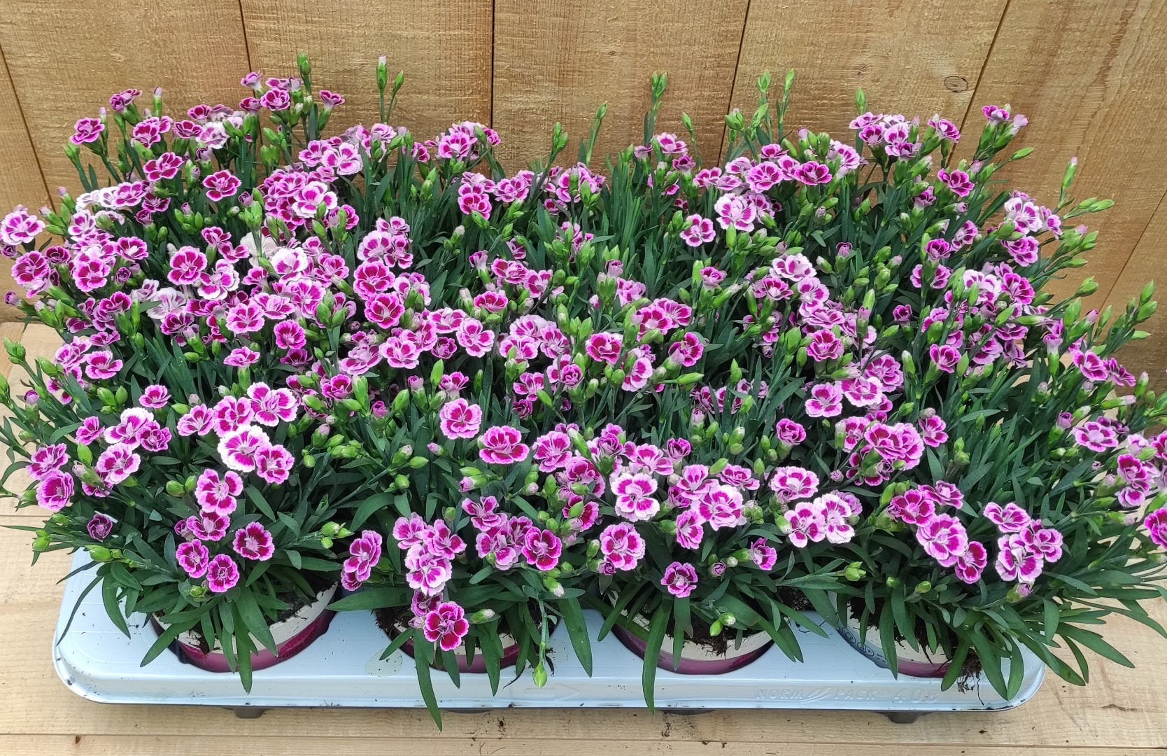 Dianthus Anjer Pink Kisses 8 potjes per tray - Warentuin Natuurlijk