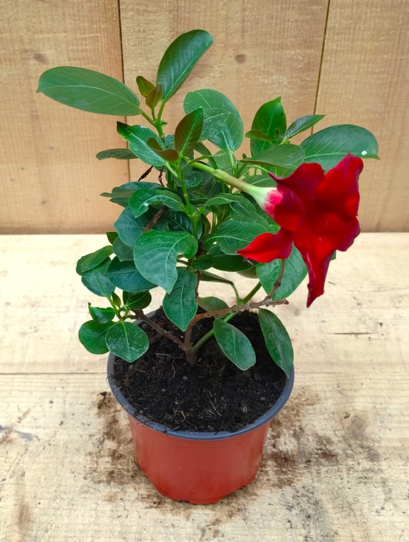 Dipladenia Mandevilla Sundaville mini kleur rood - Warentuin Natuurlijk