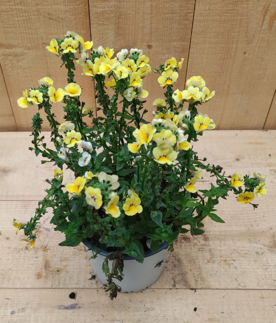 Nemesia kleur geel - Warentuin Natuurlijk