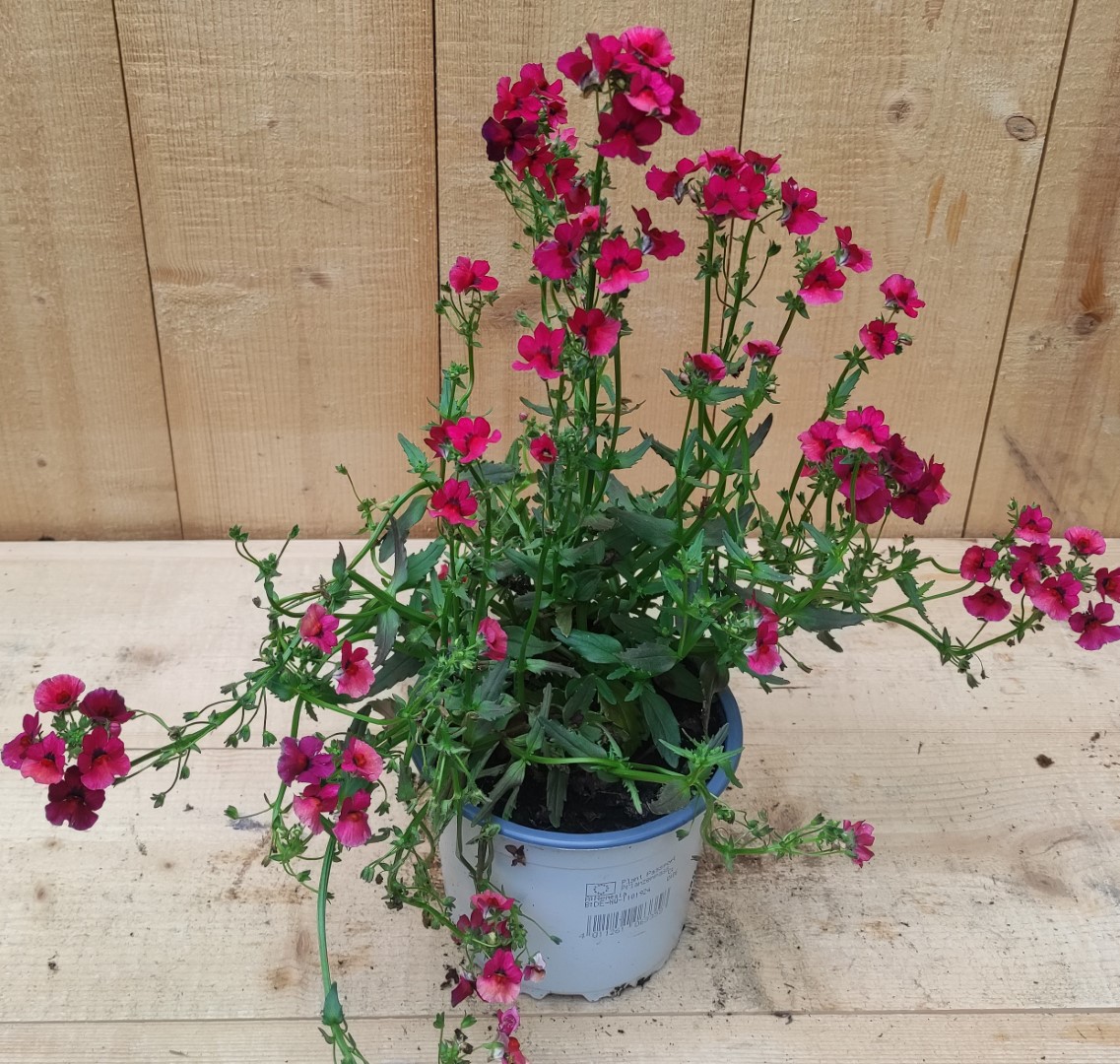 Nemesia kleur rood - Warentuin Natuurlijk