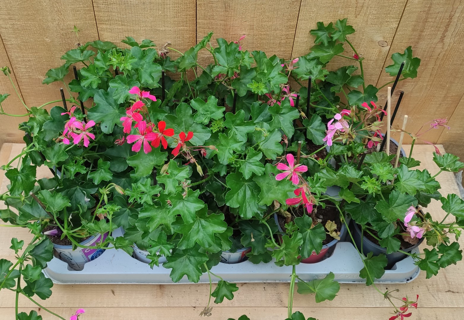 Oostenrijkse Hanggeranium 10 potjes per tray kleur mix - Warentuin Natuurlijk