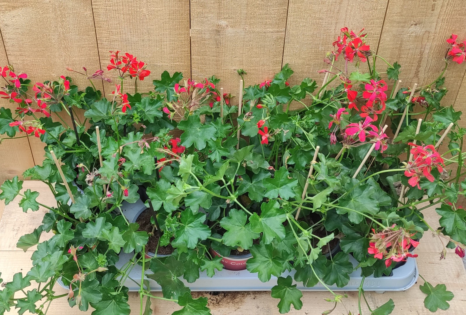 Oostenrijkse Hanggeranium 10 potjes per tray kleur rood - Warentuin Natuurlijk