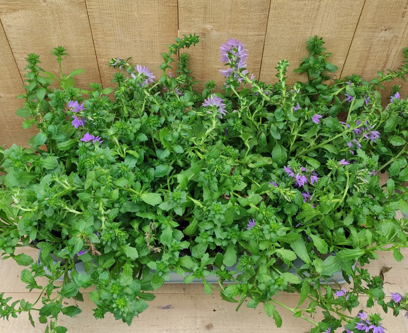 Scaevola Waaierbloem 10 stuks per tray kleur paars - Warentuin Natuurlijk