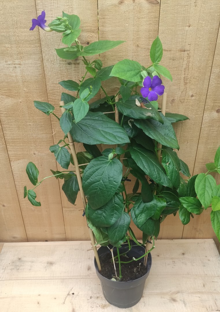 Spinnenbloem Tibouchina Urvilleana op rek - Warentuin Natuurlijk