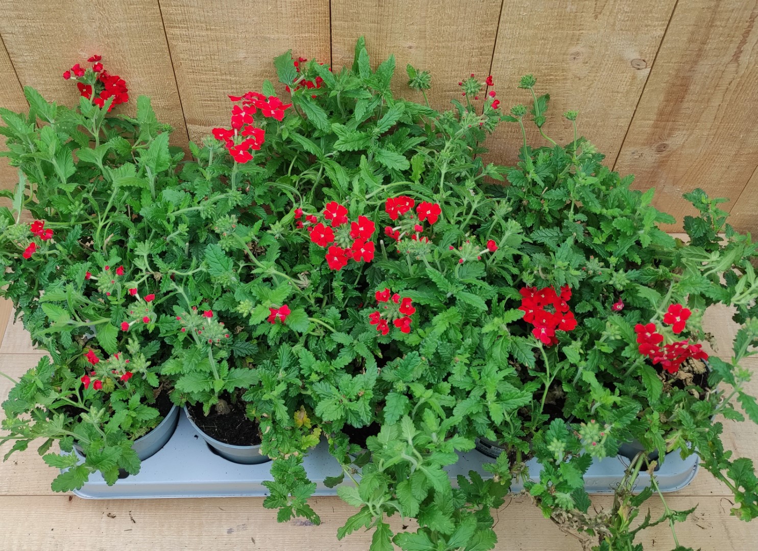 Verbena 10 potjes per tray kleur mix - Warentuin Natuurlijk