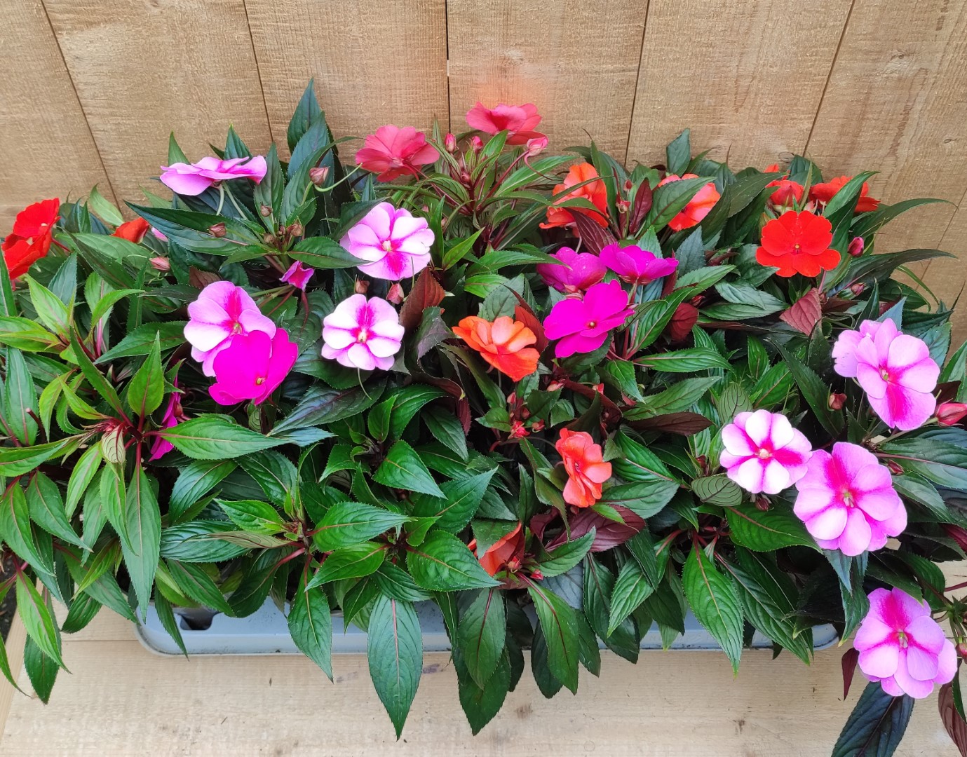 Vlijtig Liesje Balsemien Impatiens New Guinea 10 potjes per tray kleur mix Roze - Warentuin Natuurlijk