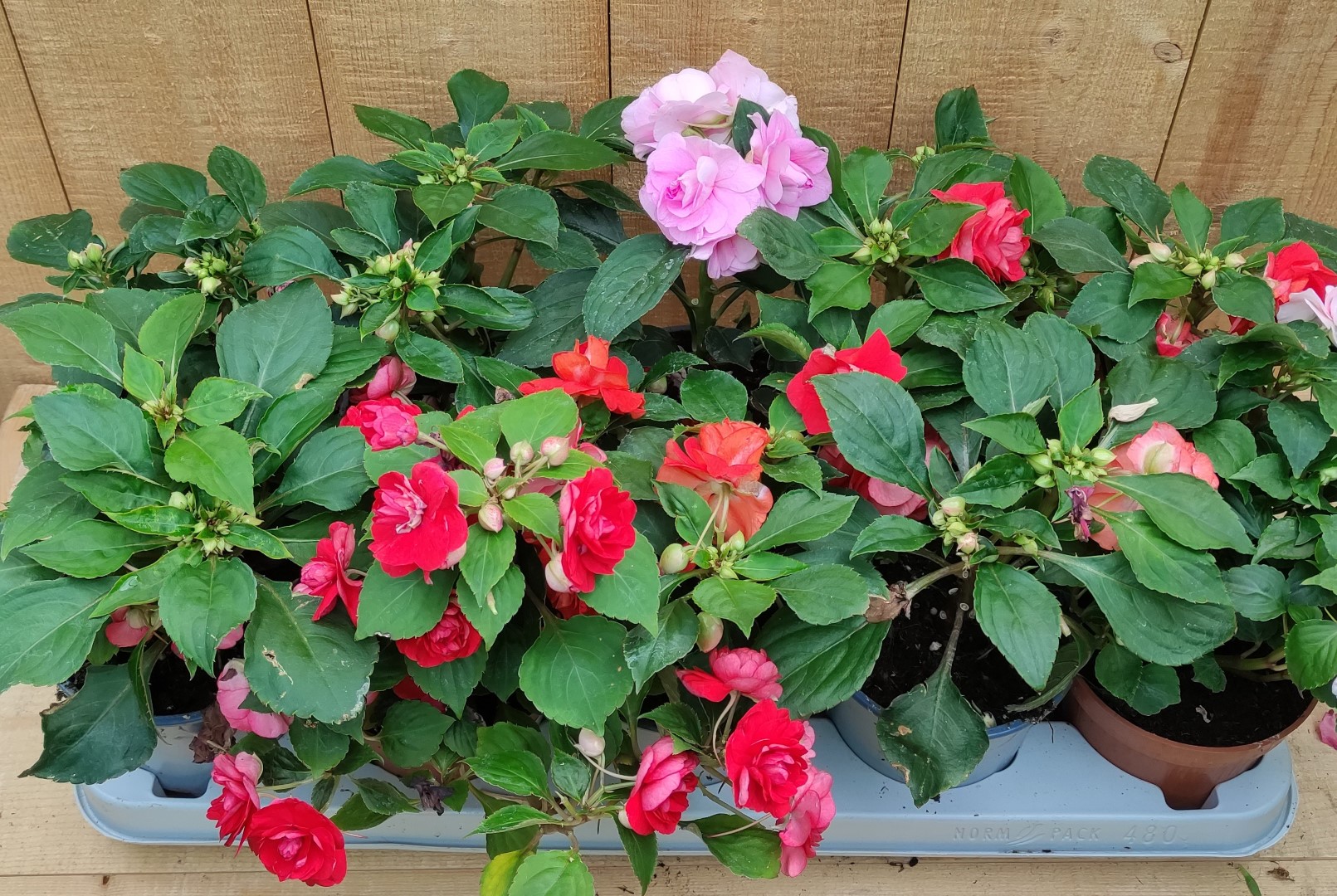 Vlijtig liesje dubbelbloemig Impatiens 10 potjes per tray kleur mix - Warentuin Natuurlijk