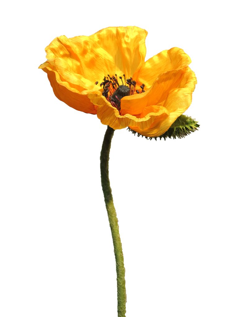 Papaver Nudicaule yellow open flower 70 cm kunstbloemen