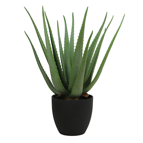 Aloe vera 55 cm