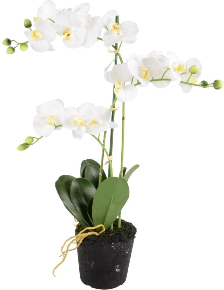 Orchidee 3-tak wit H55cm