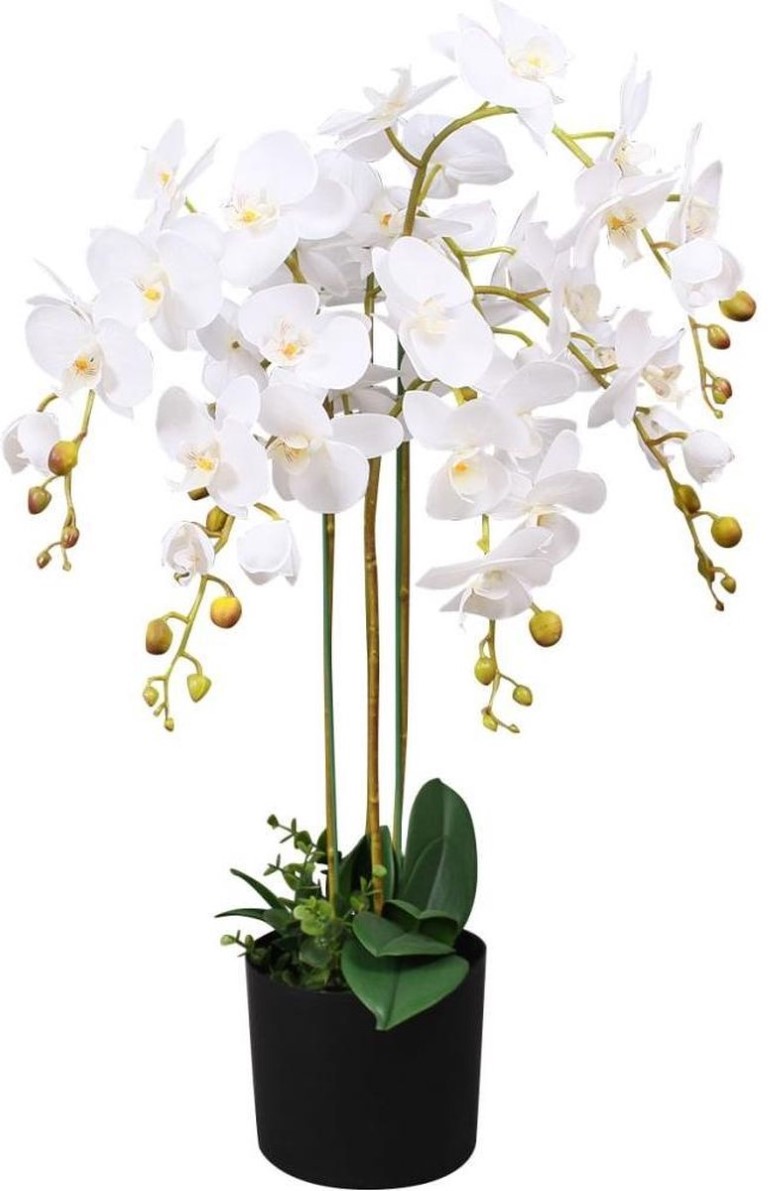 Orchidee meertak wit H88cm
