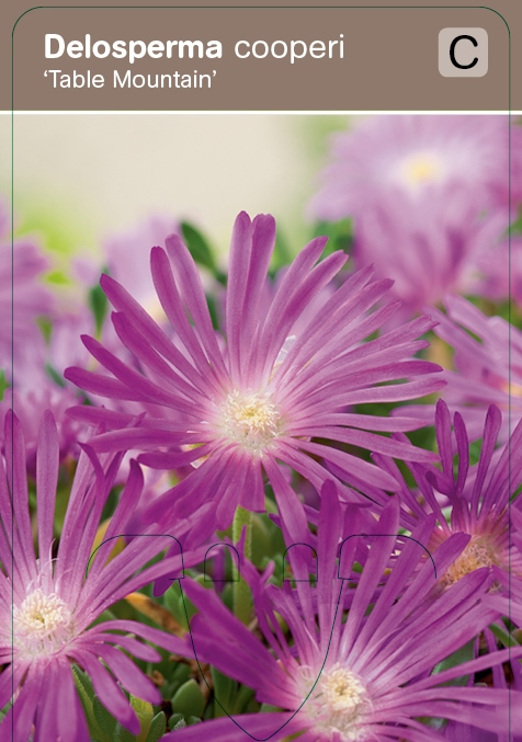 Middagsbloem Delosperma cooperi 'Table Mountain' vasteplant VIPS